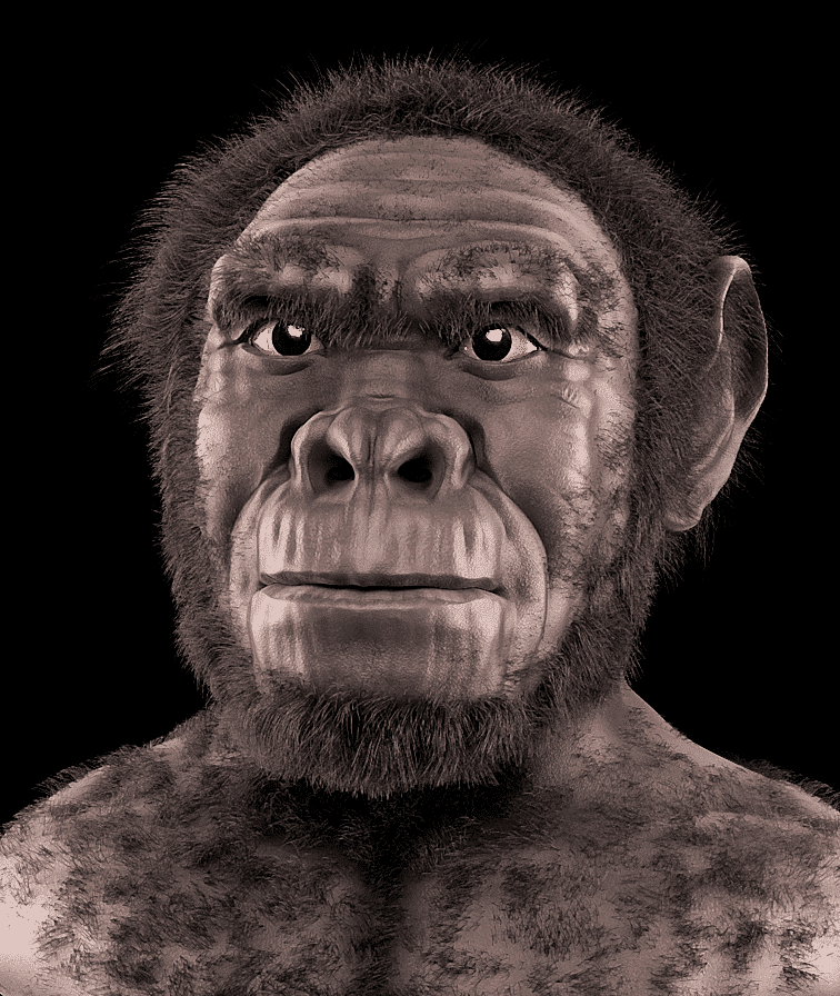 Homo Habilis Clothing, Pictures, History And Evolution
