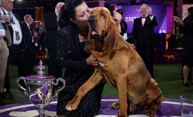 Trumpet The First-Ever Bloodhound To Win Best In Show At Westminster Dog Show 2022