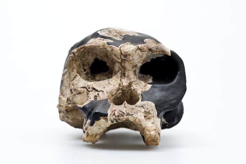 Homo Habilis Clothing, Pictures, History And Evolution