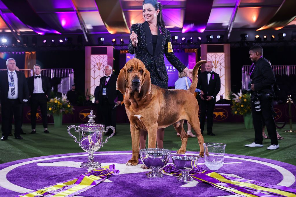 Westminster Kennel Club Dog show