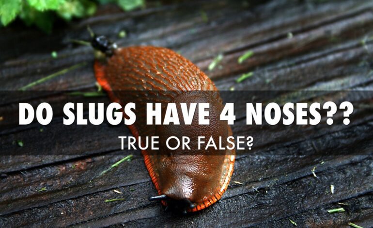 How Many Noses Does a Slug Have?