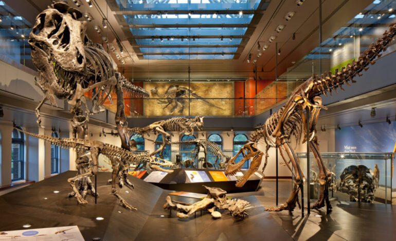 Everything You Need To Know About The Natural History Museum Los Angeles