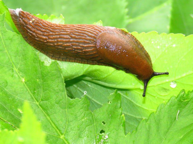 How Many Noses Does a Slug Have?
