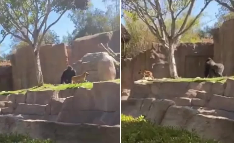 At The San Diego Zoo Safari Park In Escondido, A Stray Dog Is Found In The Gorilla Enclosure