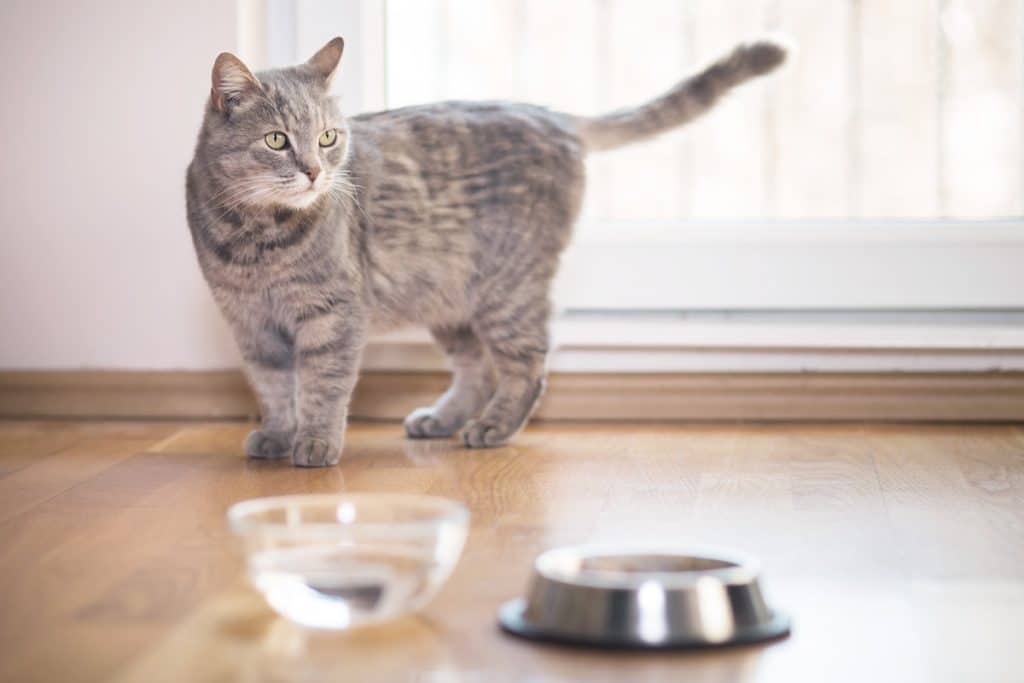 How long can cats survive without water?