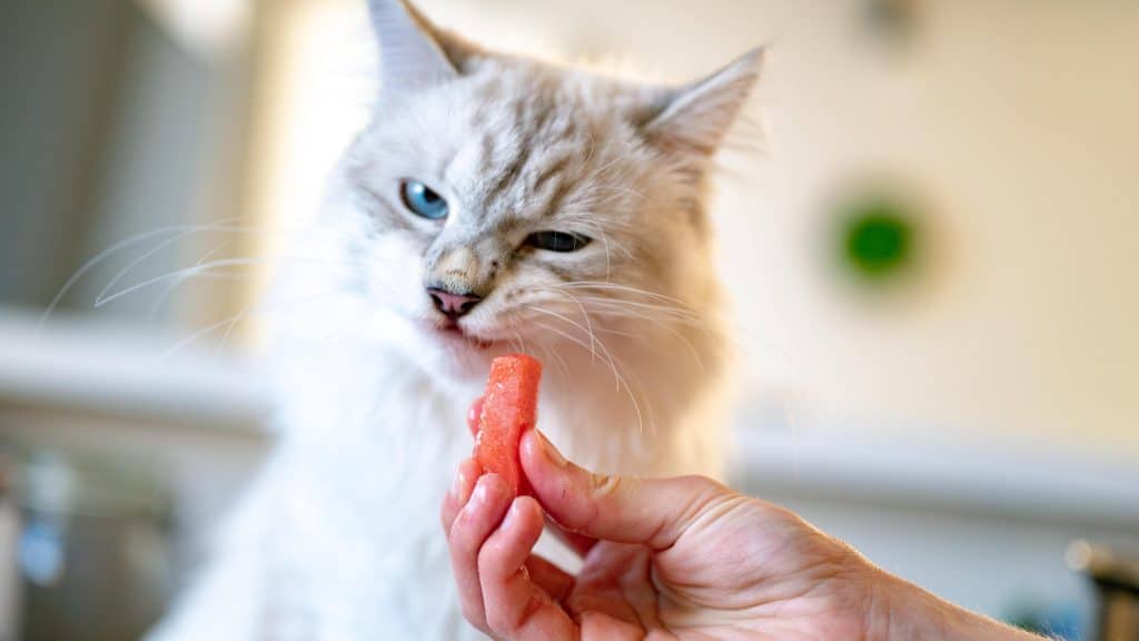 When should I feel worried if my cat isn't eating?