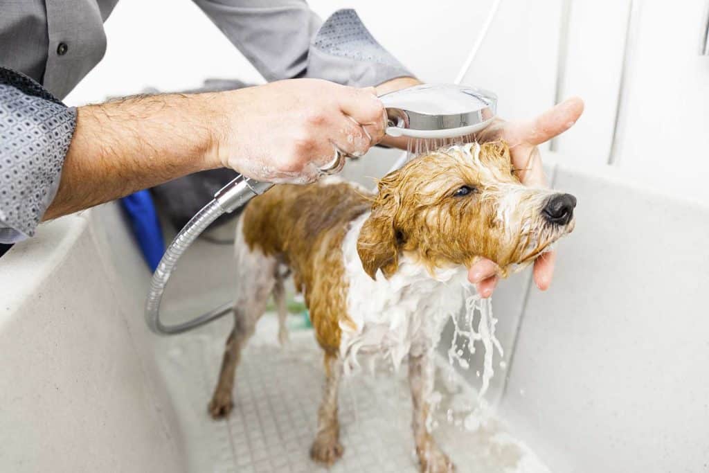 2. Bathing in a pet shampoo: