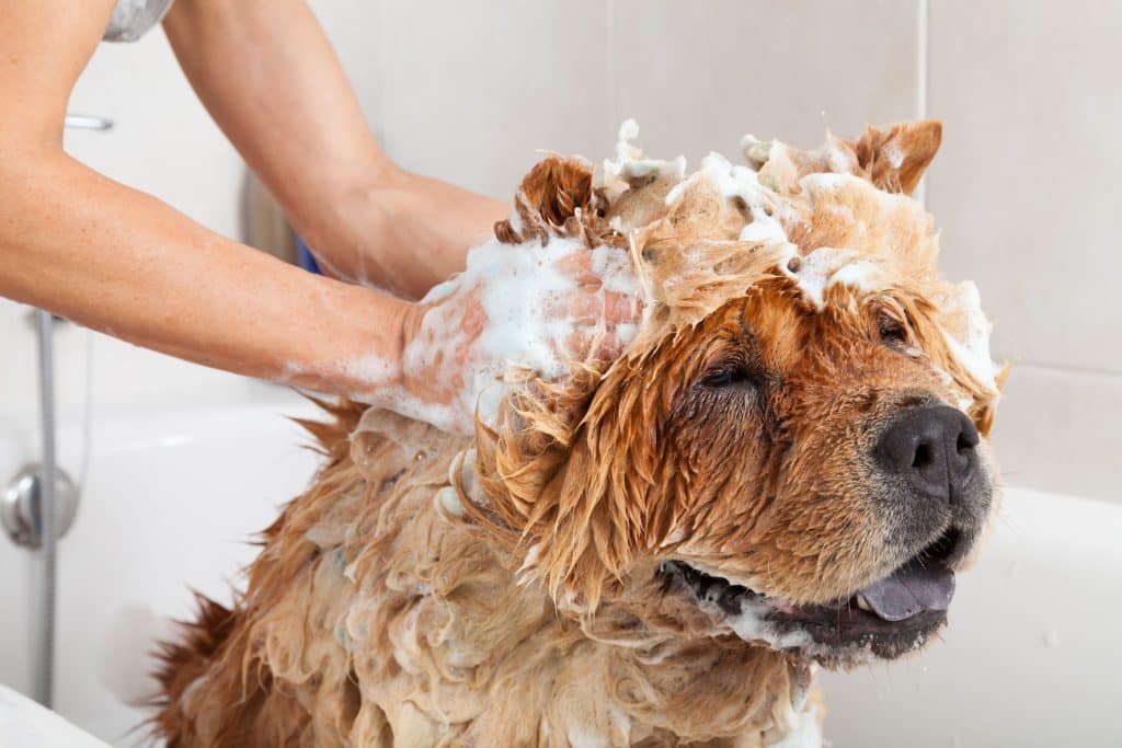 1. Clean the body of the dog outdoors: