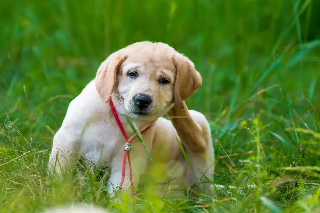 Grass Allergies In Dogs