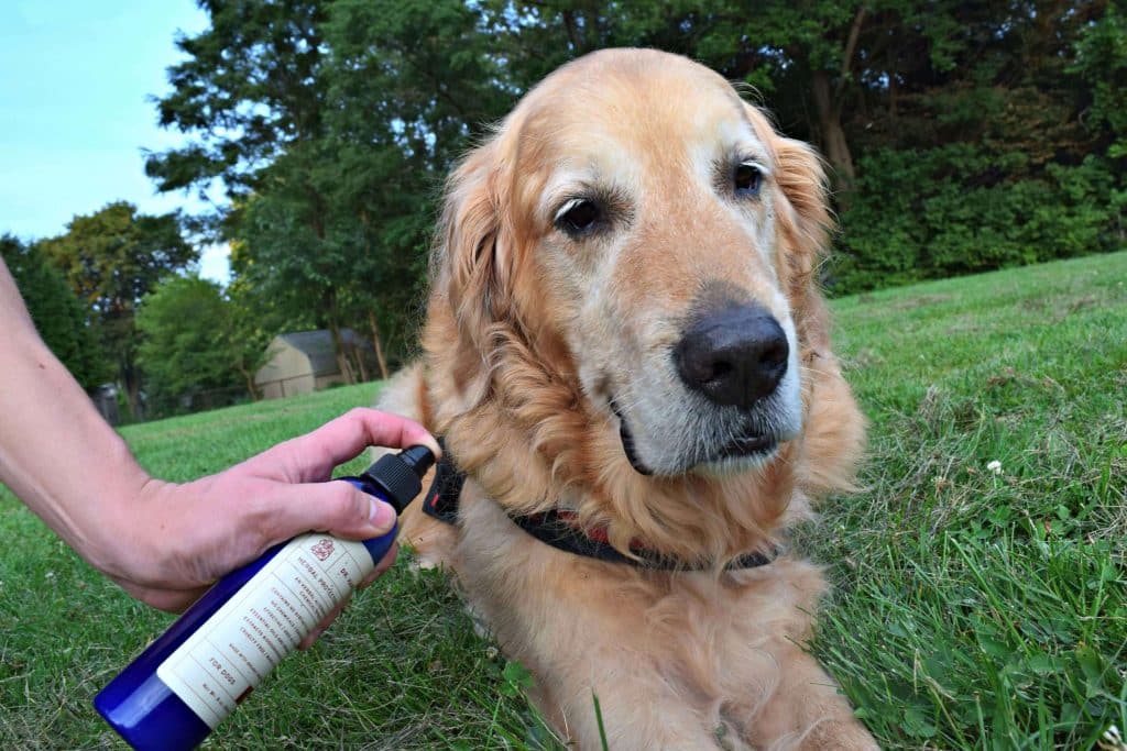 How Veterinarians Diagnose Grass Allergies in the Dogs: