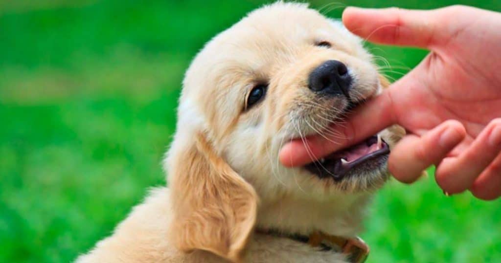 Learn your puppy not to bite: