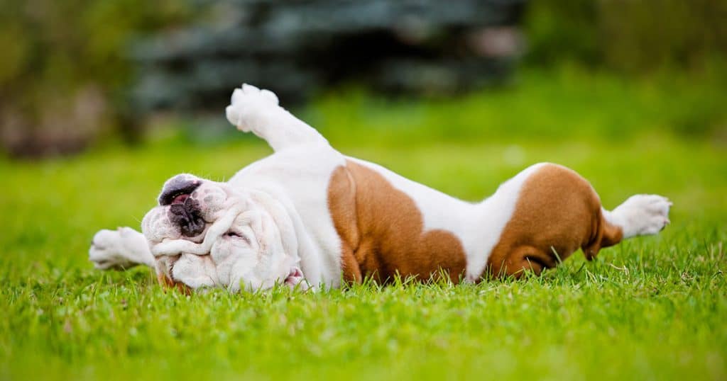 Reasons for Gross Allergies in Dogs: