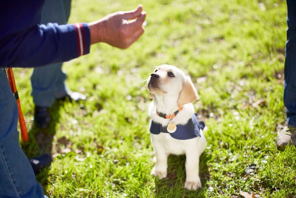 When do you start training your puppy?